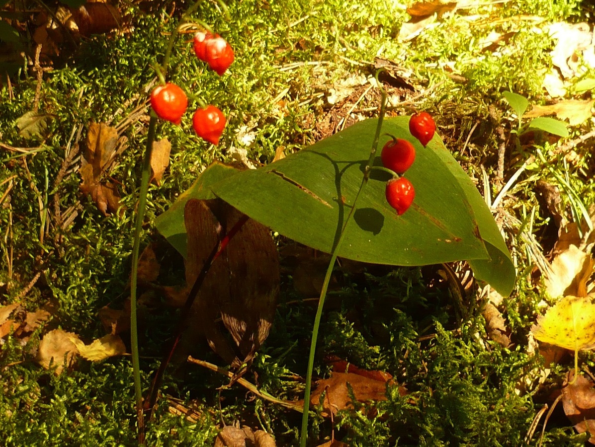 Convallaria majalis (Asparagaceae)